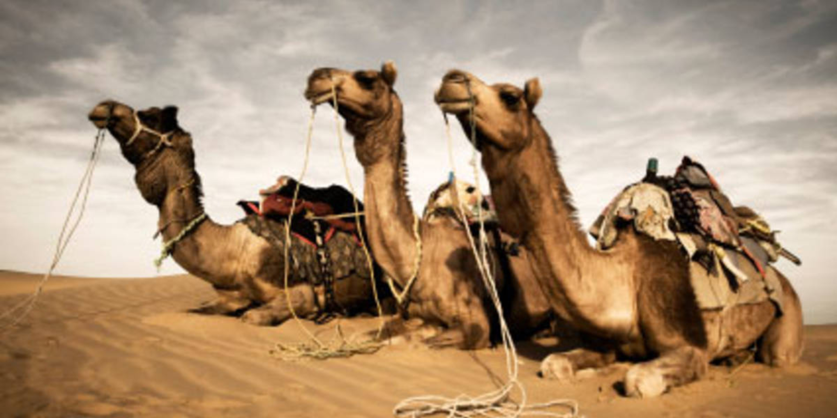 Parashat Hayei Sarah- Camels of Kindness